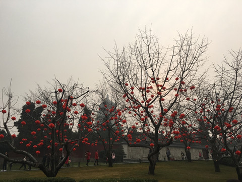 大唐芙蓉园内景 红灯笼 树木