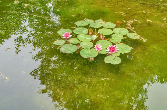 池塘睡莲 莲花