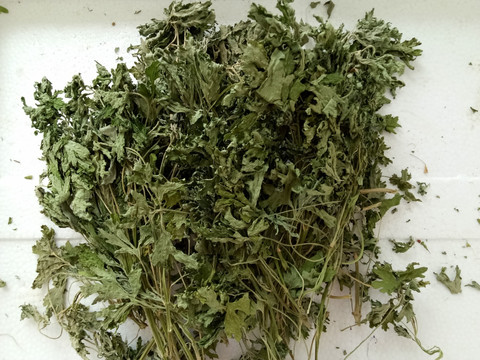 益母草 中药 益母草药材