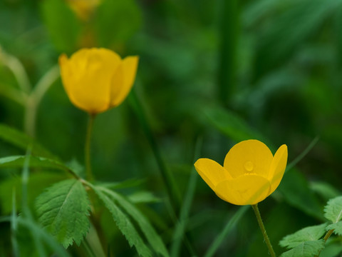 荷青花