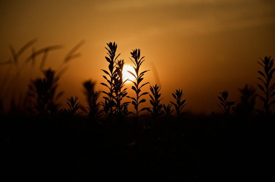 夕阳下的植物剪影