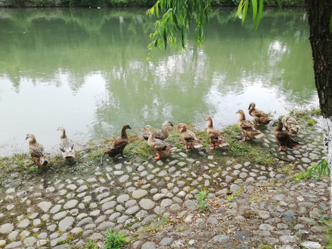 河边的鸭群