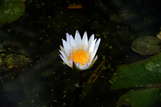 池塘里的莲花 白色花朵