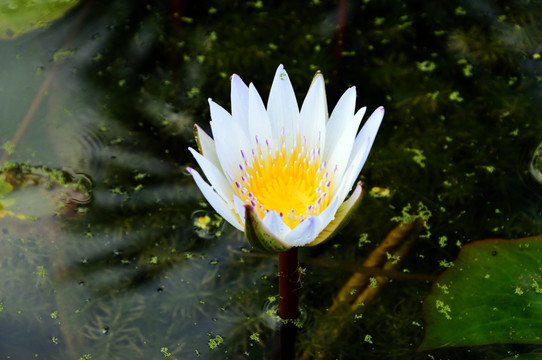 池塘里的莲花 背景