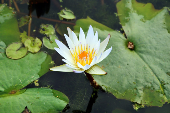 池塘里的莲花 绿色健康背景
