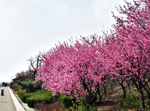 山坡上的花