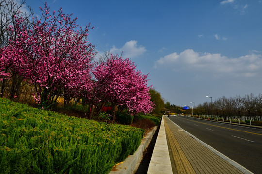 环山路上的花