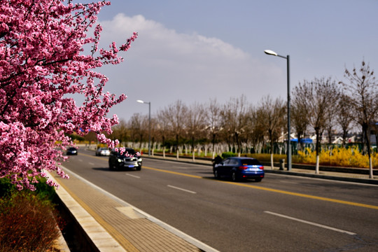 花满山路