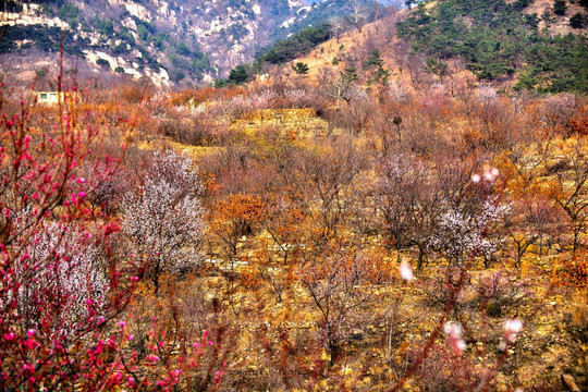 春色漫山野