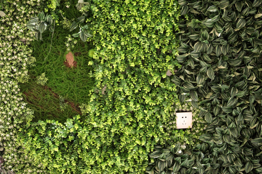 綠色植物墻 綠植 植物墻