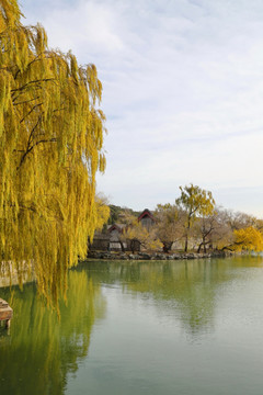 金色垂柳的湖景