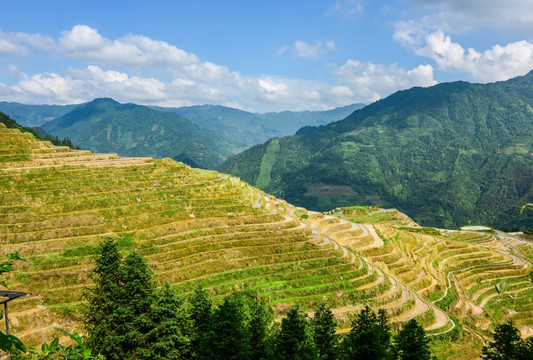 龙胜梯田