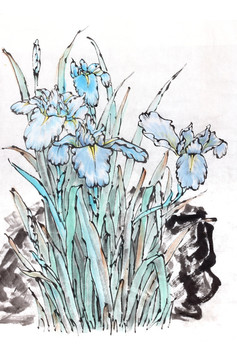 鳶尾花 蘭花 花卉
