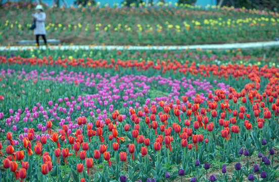 郁金香花海