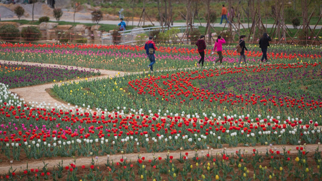 郁金香花