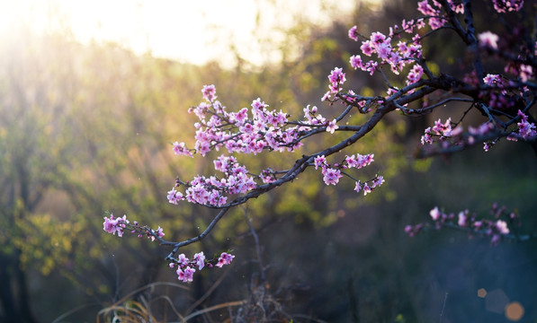 桃花枝