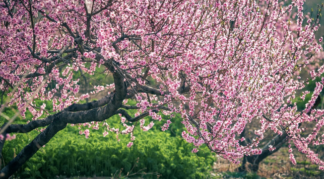 桃花春天枝