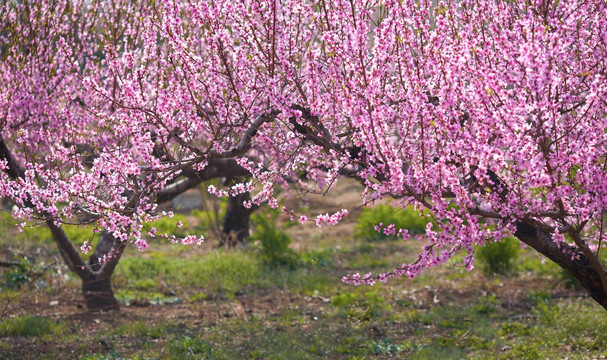 桃花