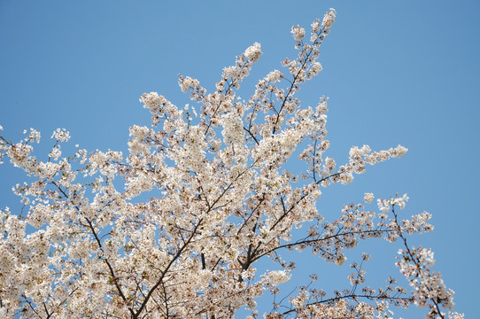 北京玉渊潭公园樱花