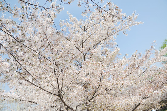 北京玉渊潭公园樱花