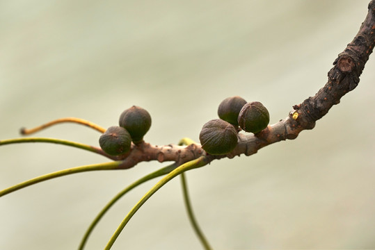 木棉花