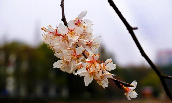 樱花