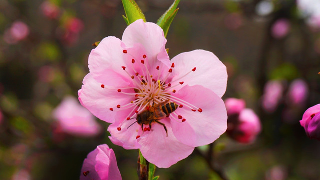 蜂与桃花