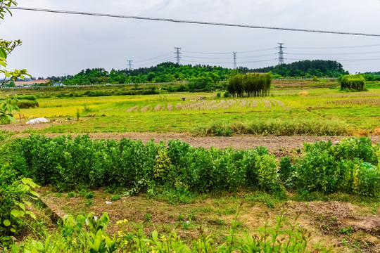 田野