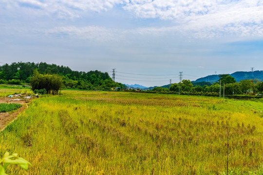 田野