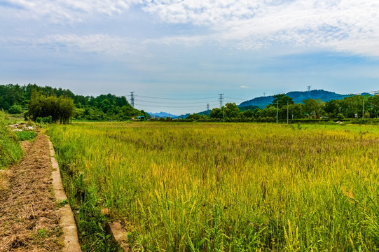 田野