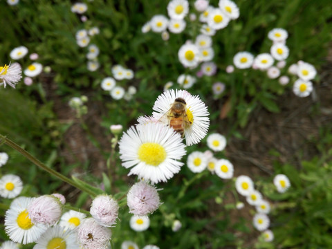 绿草白花