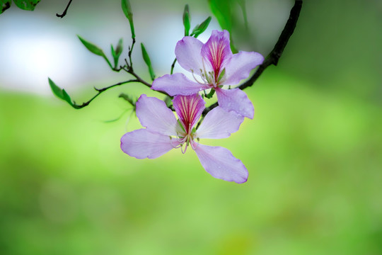 紫荆花