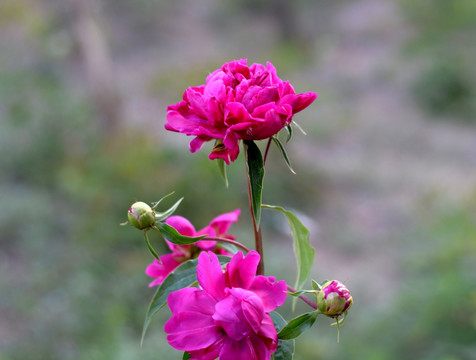 芍药花