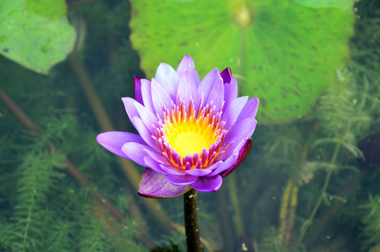 莲花 花朵