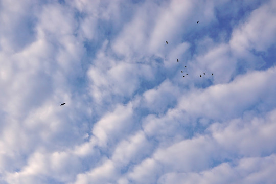 天空 白鹭飞翔