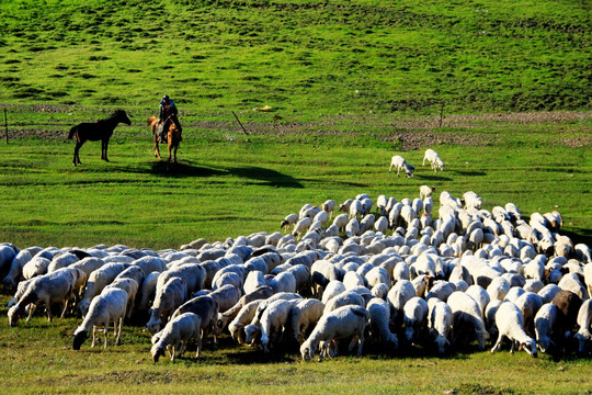 夏季草原骑马放羊
