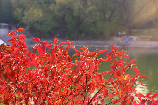 小河边的红叶树