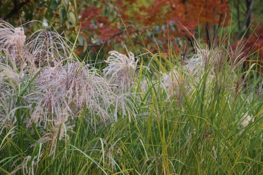 狗尾草草丛