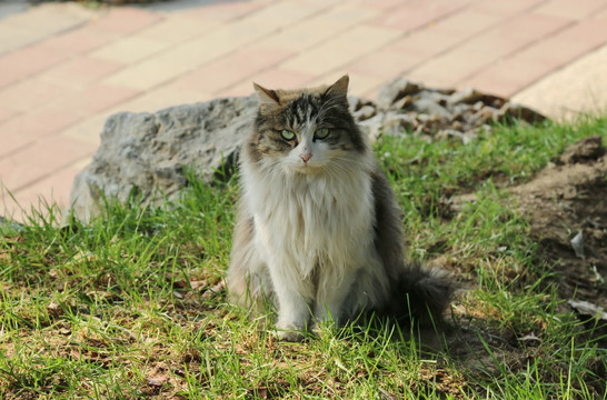 坐立的小花猫