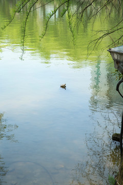 湖中小乌龟
