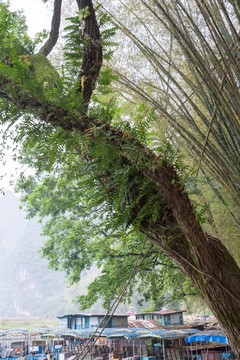 桂林山水 长满蕨类的树干