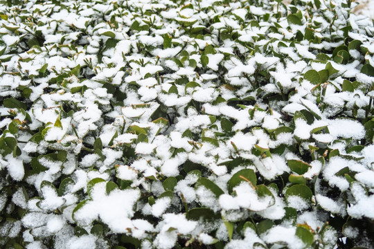 雪景 覆盖在冬青叶子上的白雪