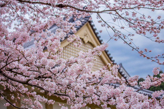京都醍醐寺灵宝馆盛开的樱花