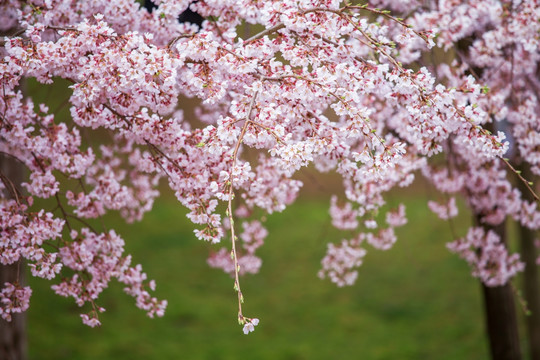 日本醍醐寺樱花枝垂樱特写