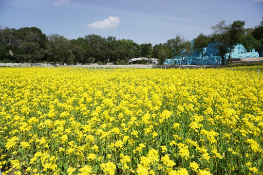 风景 油菜花 花海