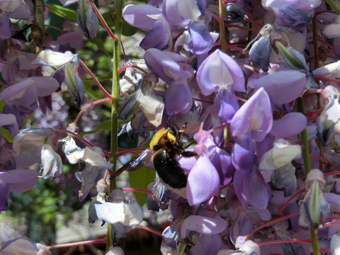 牛头蜂 紫藤萝