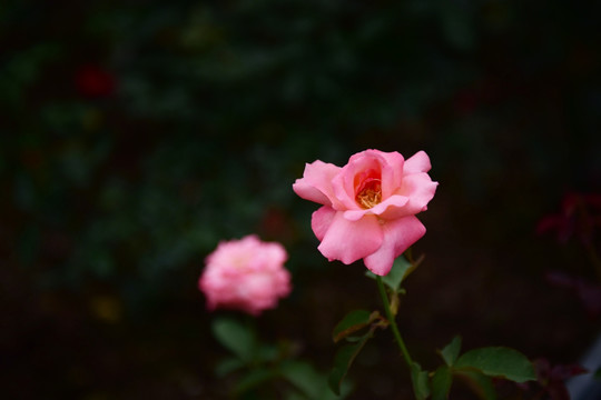 唯美玫瑰花