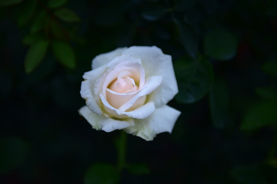 唯美玫瑰花