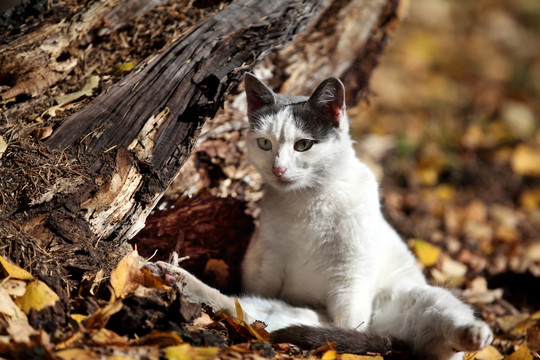 白桦林 猫咪 胡杨林