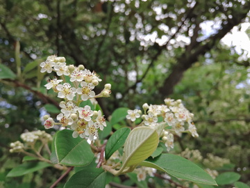 小白花